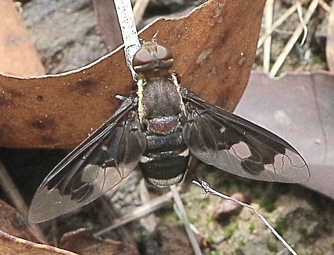 Bee fly : Anthrax sp.  Australia,Eamw flies,Geotagged,Summer
