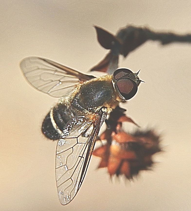 Unidentified bee fly sp.  Australia,Eamw flies,Geotagged,Summer