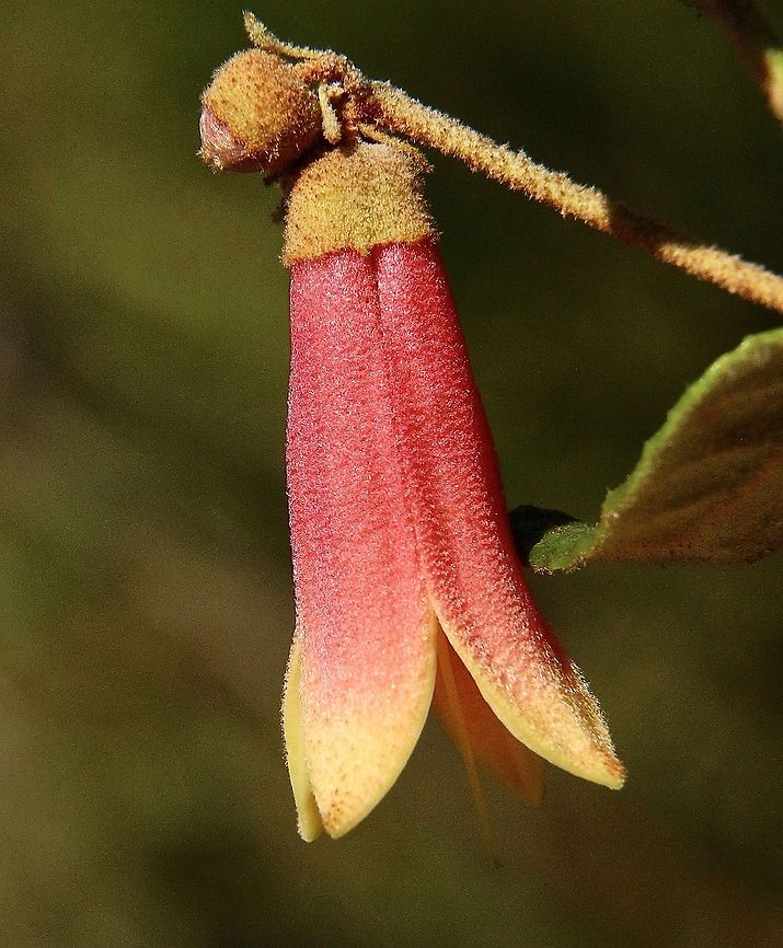 Native fushsia - Corea reflexa  Australia,Corea reflexa,Correa reflexa,Eamw flora,Geotagged,Summer