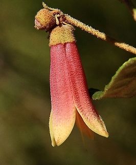 Native fushsia - Corea reflexa  Australia,Corea reflexa,Correa reflexa,Eamw flora,Geotagged,Summer