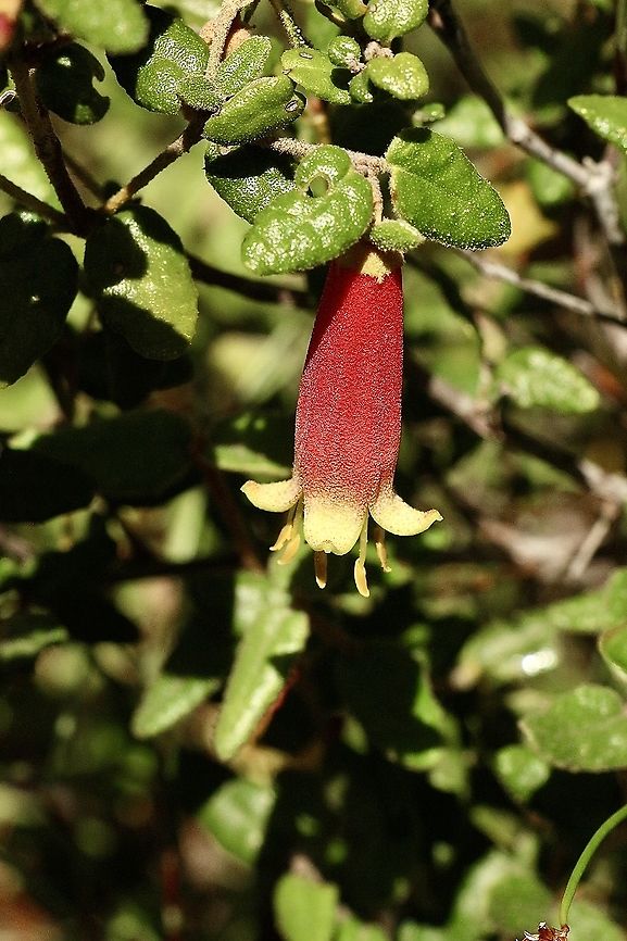 Native fuchsia - Corea reflexa  Australia,Corea reflexa,Correa reflexa,Eamw flora,Geotagged,Summer