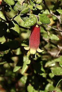Native fuchsia - Corea reflexa  Australia,Corea reflexa,Correa reflexa,Eamw flora,Geotagged,Summer