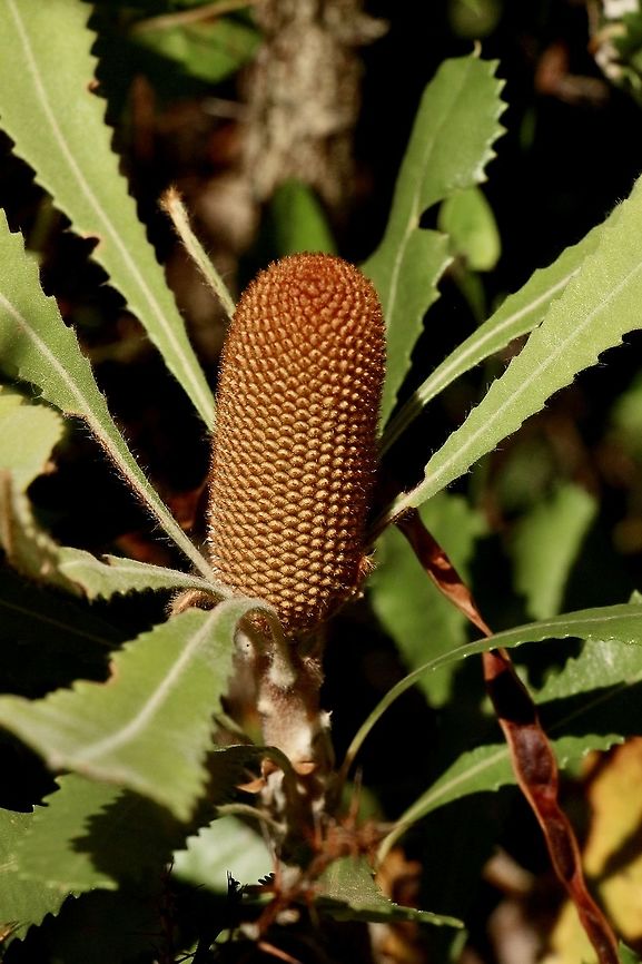 Desert banksia - Banksia ornata A young flower cone ( about 3 Cm tall)  Australia,Banksia ornata,Desert banksia,Eamw Banksias,Eamw flora,Geotagged,Summer