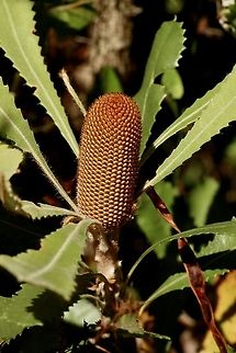 Desert banksia - Banksia ornata A young flower cone ( about 3 Cm tall)  Australia,Banksia ornata,Desert banksia,Eamw Banksias,Eamw flora,Geotagged,Summer