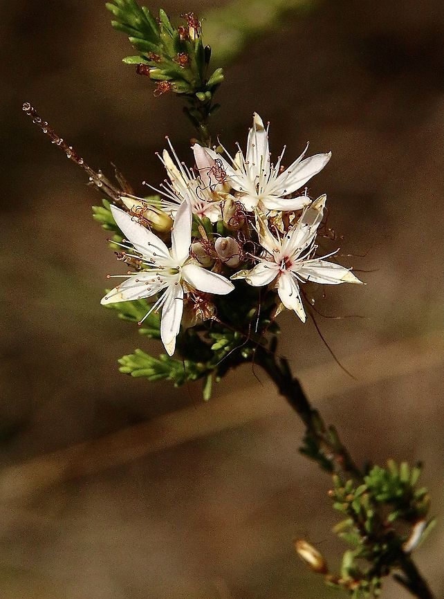Calytrix tetragona  Australia,Calytrix tetragona,Eamw flora,Fringe Myrtle,Geotagged,Summer
