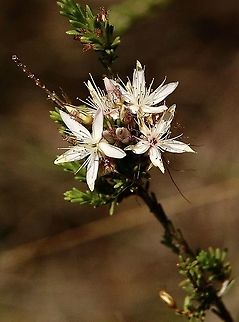Calytrix tetragona  Australia,Calytrix tetragona,Eamw flora,Fringe Myrtle,Geotagged,Summer