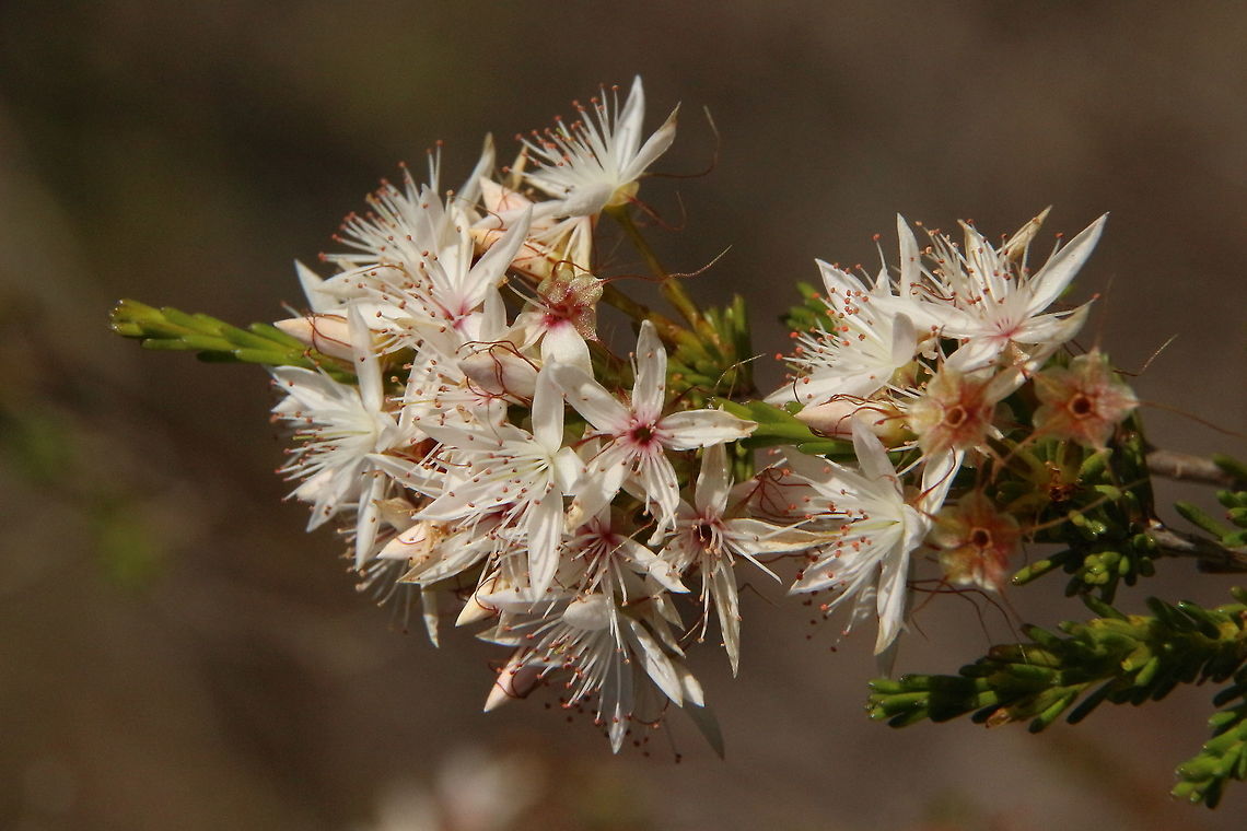 Calytrix tetragona  Australia,Calytrix tetragona,Eamw flora,Fringe Myrtle,Geotagged,Summer,Winter
