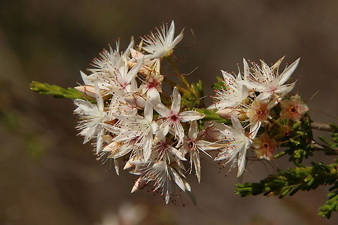 Calytrix tetragona  Australia,Calytrix tetragona,Eamw flora,Fringe Myrtle,Geotagged,Summer,Winter