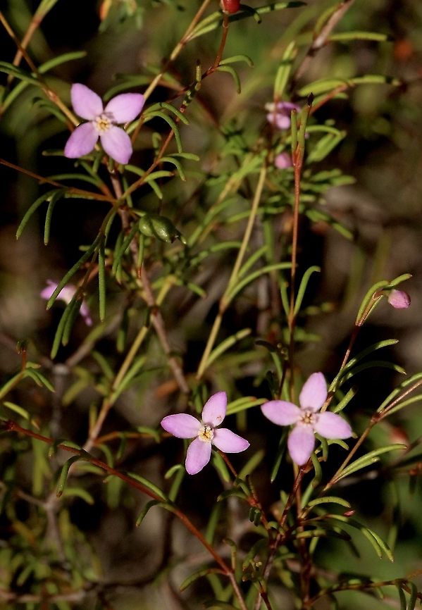 Slender Boronia - Boronia filifolia  Australia,Boronia filifolia,Eamw flora,Geotagged,Slender boronia,Summer