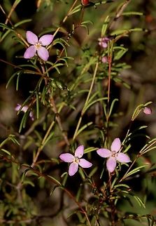 Slender Boronia - Boronia filifolia  Australia,Boronia filifolia,Eamw flora,Geotagged,Slender boronia,Summer