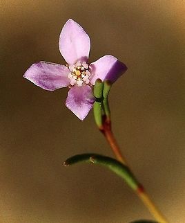 Slender boronia flower closeup  Australia,Boronia filifolia,Eamw,Geotagged,Slender boronia,Summer