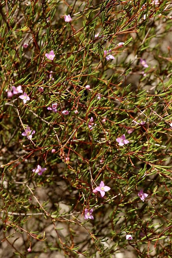 Slender Boronia - Boronia filifolia  Australia,Boronia filifolia,Eamw flora,Geotagged,Slender boronia,Summer