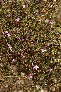 Slender Boronia - Boronia filifolia  Australia,Boronia filifolia,Eamw flora,Geotagged,Slender boronia,Summer