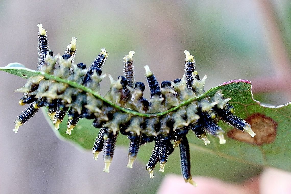 Steel blue sawfly - Perga dorsalis Larvae in defensive posture. Feeding on eucalyptus leaf. Australia,Eamw sawflies,Fall,Geotagged,Perga dorsalis,Steel-blue Sawfly