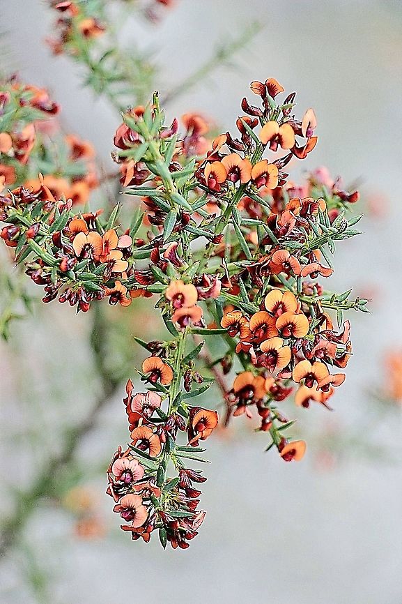 Gorse bitter pea - Daviesia ulicifolia Reading the info section about the adaptability of this plant makes you aware how it fixes its environment to make it suitable for itselfs. Australia,Daviesia ulicifolia,Eamw flora,Eamw native pea,Geotagged,Winter