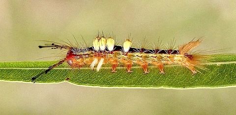 Painted pine moth caterpillar - Orgyia australis  Australia,Eamw caterpillars,Eamw moth,Geotagged,Orgyia,Orgyia australis,Painted Pine Moth,Summer