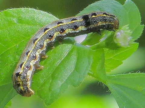 Chlenias auctaria caterpillar For some reason the name Chlenias auctaria comes up in the selection of names when entering the species ,but then it shows Chlenias banksiaria Australia,Chlenias banksiaria,Chlenias ew,Eamw caterpillars,Eamw moth,Geotagged