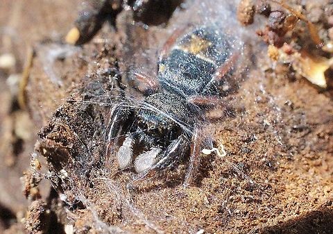 Jovial jumping spider - Apricia jovialis Found under bark , sheltering in her tend like web Apricia jovialis,Apritcia jovialis,Australia,Eamw spiders,Geotagged,Spring