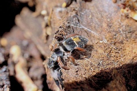 Jovial jumping spider - Apricia jovialis In Front of her retreat web Apricia jovialis,Apritcia jovialis,Australia,Eamw spiders,Geotagged,Spring