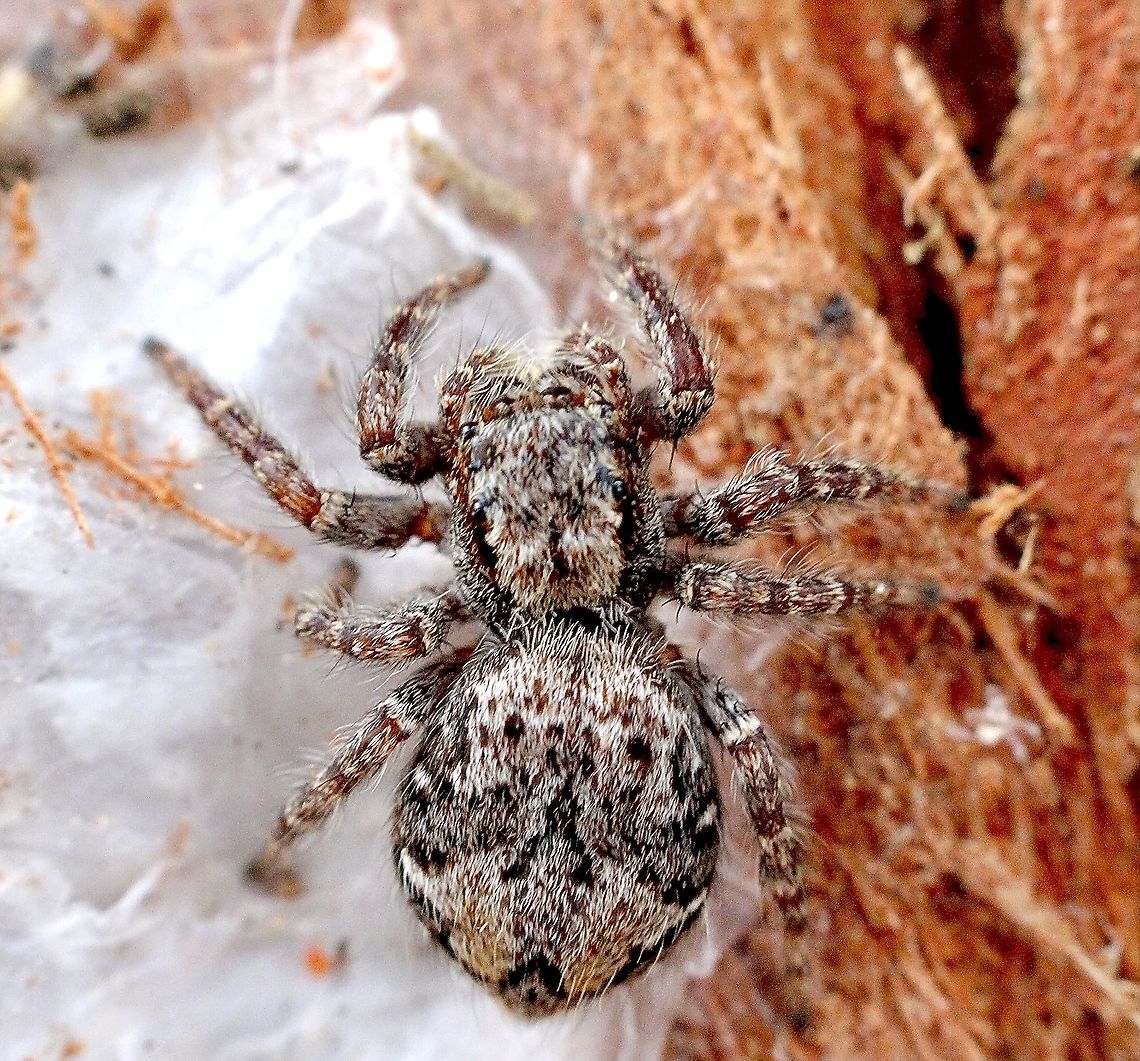 Servaea incana A jumping spider which can be found sunning it selfs on leaves but also retreated a lot under tree bark.<br />
It makes a silk pouch under the bark for her eggs. Australia,Eamw spiders,Geotagged,Servaea incana,Summer