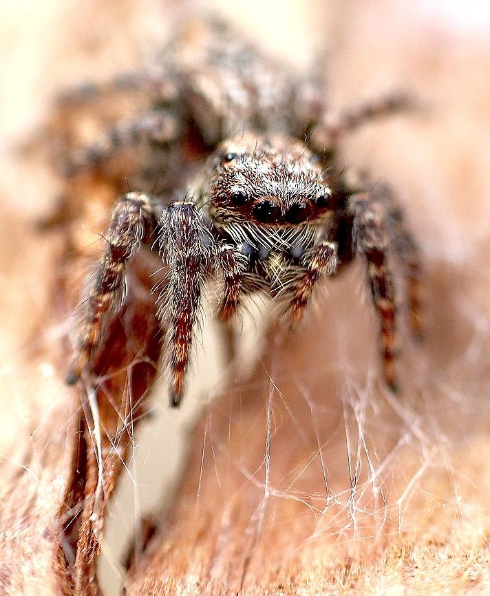 Servaea incana This spider has only 6 eyes instead of eight. The eyes are positioned in a u shape . Australia,Eamw spiders,Geotagged,Servaea incana,Summer