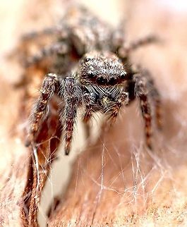 Servaea incana This spider has only 6 eyes instead of eight. The eyes are positioned in a u shape . Australia,Eamw spiders,Geotagged,Servaea incana,Summer