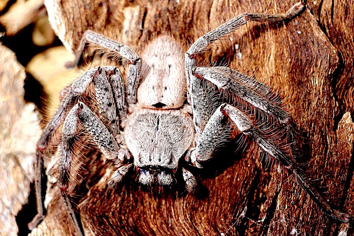 Holconia vasta A species of huntsman spider commonly found under bark of eucalyptus trees.<br />
Huntsman spiders are big but not aggressive at all. Australia,Eamw spiders,Eamw spiders huntsman,Geotagged,Holconia vasta,Summer
