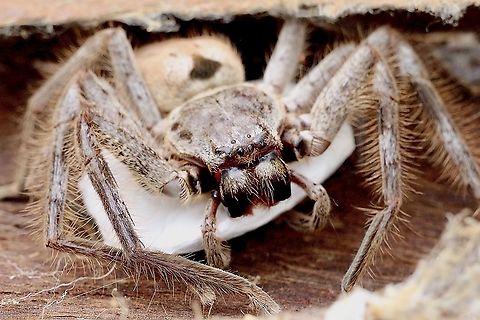 Holconia vasta Female huntsman spider guarding her egg sack. Australia,Eamw spiders,Geotagged,Holconia vasta,Summer
