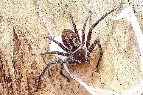 Sydney huntsman spider- Holoconia immanis Guarding her egg sack Australia,Eamw spiders,Eamw spiders huntsman,Geotagged,Holconia immanis,Holoconia immanis