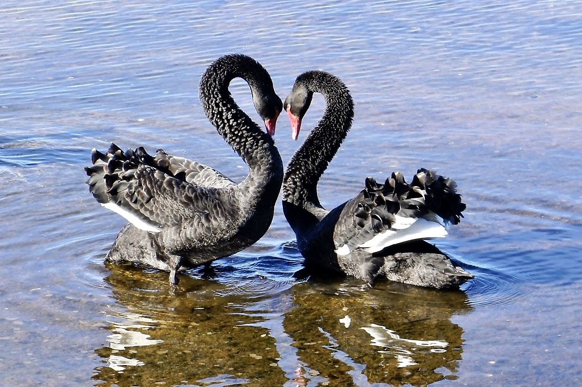 Australian Black Swan - Cygnus atratus        Wishing you a happy Valentines day               Australia,Black Swan,Cygnus atratus,Eamw birds,Geotagged,Winter