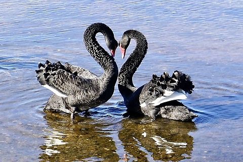 Australian Black Swan - Cygnus atratus        Wishing you a happy Valentines day               Australia,Black Swan,Cygnus atratus,Eamw birds,Geotagged,Winter