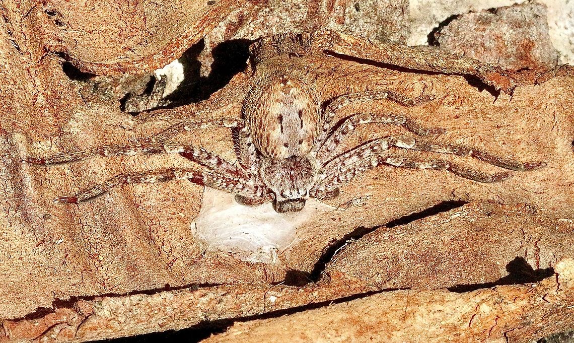 Mountain Huntsman - Isopeda montana  Australia,Eamw spiders,Fall,Geotagged,Isopeda montana,Mountain huntsman