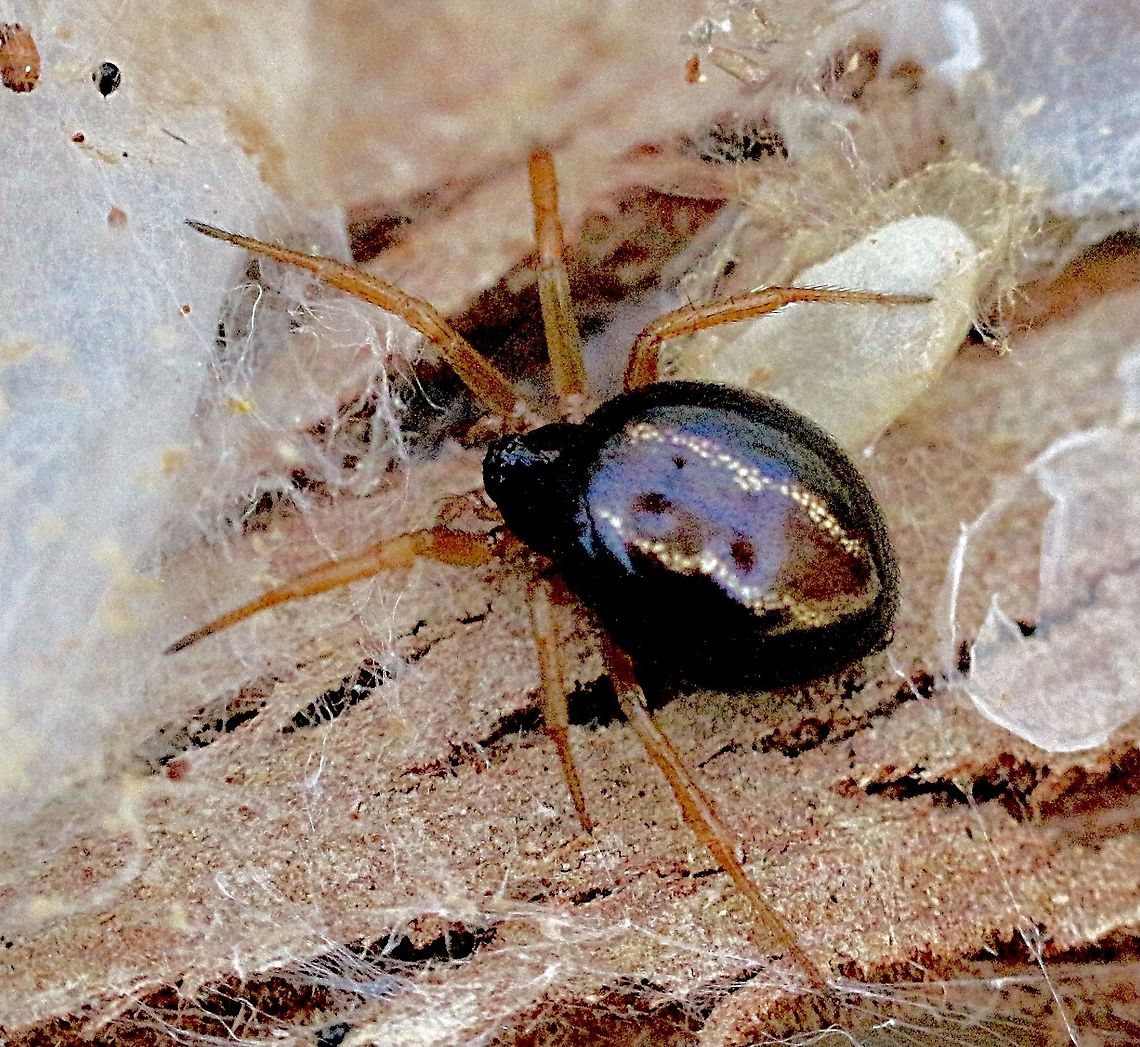 Euryopis umbilicata but possibly renamed to E. Superba Found with her eggs under bark Australia,Eamw spiders,Euryopis umbilicata,Geotagged,Superb Ant-eater Spider,Winter