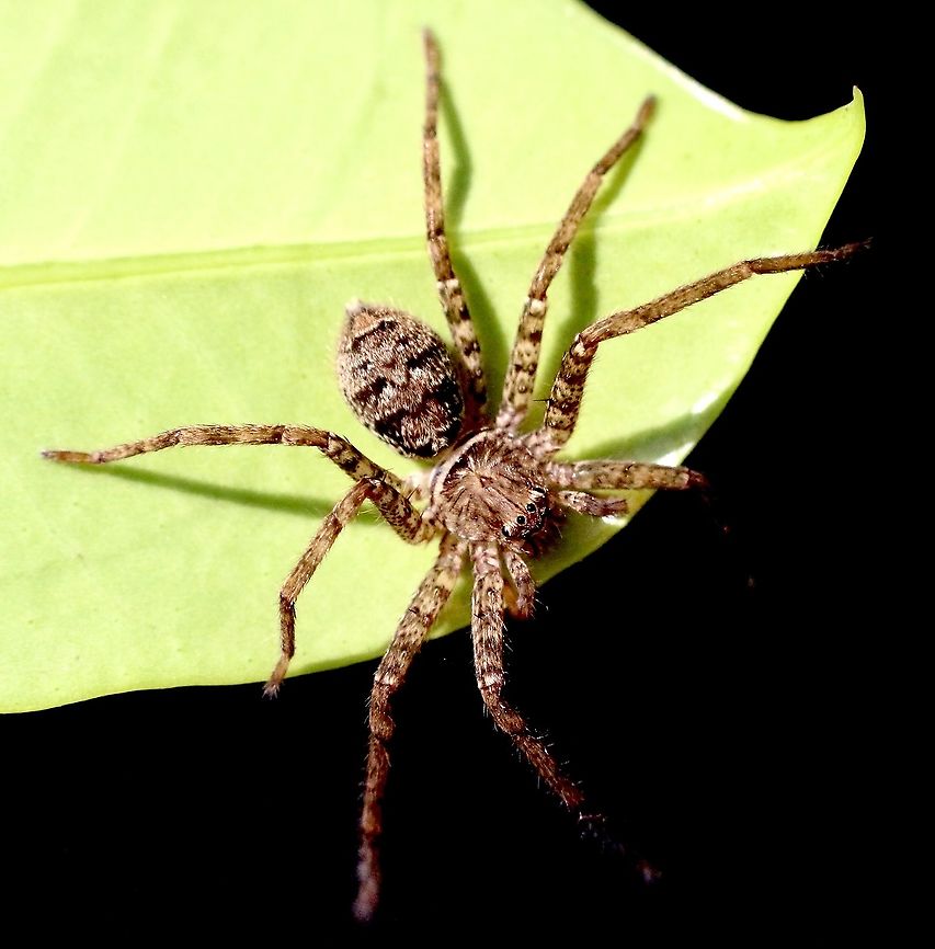 Brisbane Huntsman - Heteropoda jugulans  Australia,Brisbane Huntsman,Eamw spiders,Eamw spiders huntsman,Geotagged,Heteropoda jugulans,Summer