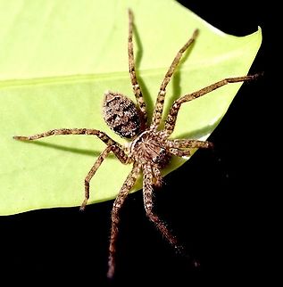 Brisbane Huntsman - Heteropoda jugulans  Australia,Brisbane Huntsman,Eamw spiders,Eamw spiders huntsman,Geotagged,Heteropoda jugulans,Summer
