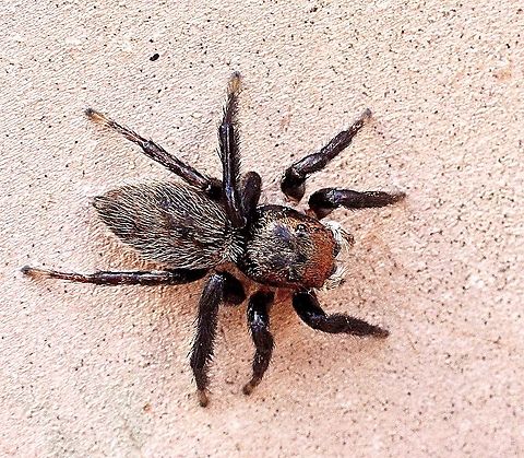 Hypoblemum griseum Wandering around on a house wall. Australia,Eamw spiders,Geotagged,Hypoblemum griseum,Hypoblemum villosum