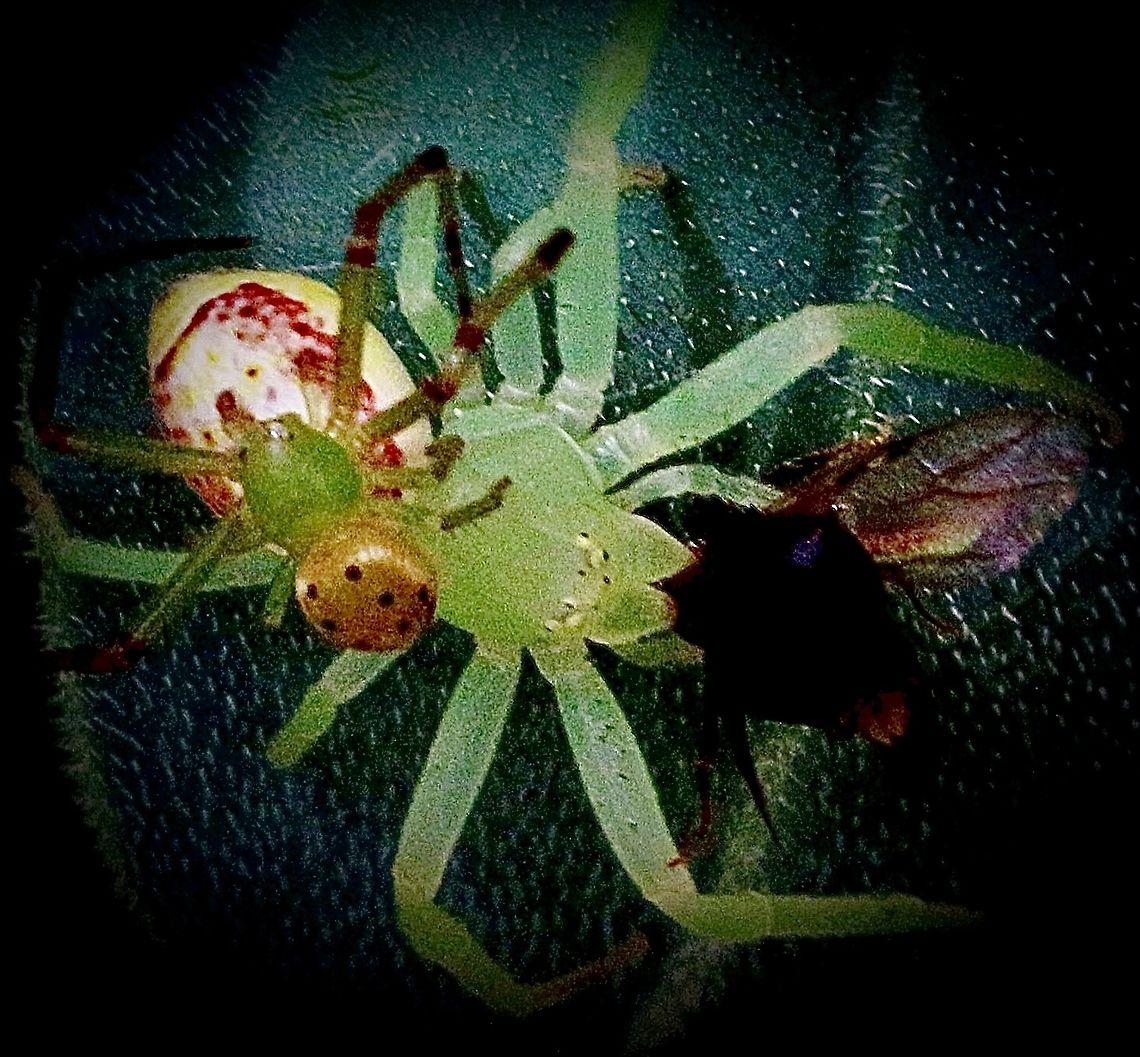 Genus : Tharrhalea female and male of the species Sorry poor quality image ,I only kept it as it also shows the male of the species Australia,Eamw spiders,Geotagged,Tharrhalea evanida