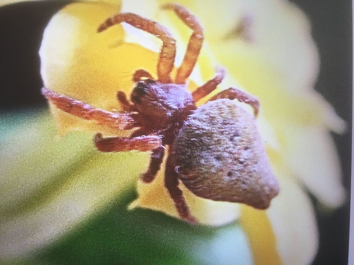 No identification at this point Crab spider ? Date of observation is15.9.2019 Australia,Eamw spiders,Geotagged,Summer