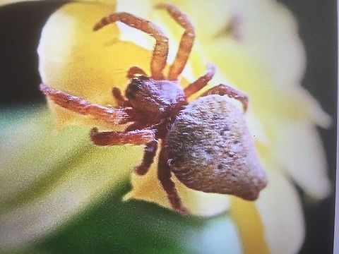 No identification at this point Crab spider ? Date of observation is15.9.2019 Australia,Eamw spiders,Geotagged,Summer