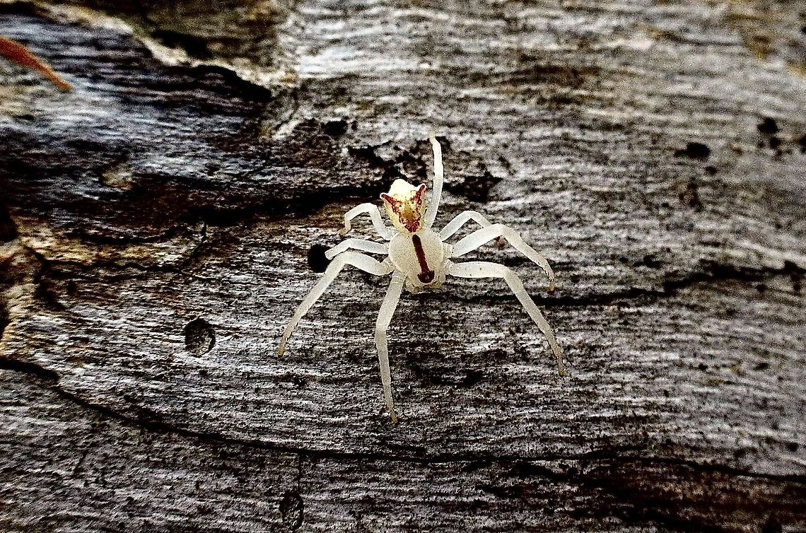 Flower or crab spider : Genus Thomisus Species unidentified. Spider only 4 mm in size  Australia,Eamw spiders,Geotagged,Spring