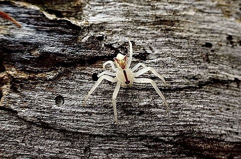 Flower or crab spider : Genus Thomisus Species unidentified. Spider only 4 mm in size  Australia,Eamw spiders,Geotagged,Spring