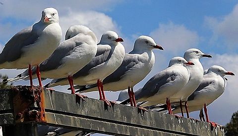 Silver gull - Chroicocephalus novaehollanbiae Waiting for the tide to turn Chroicocephalus novaehollandiae,Eamw birds,Silver gull