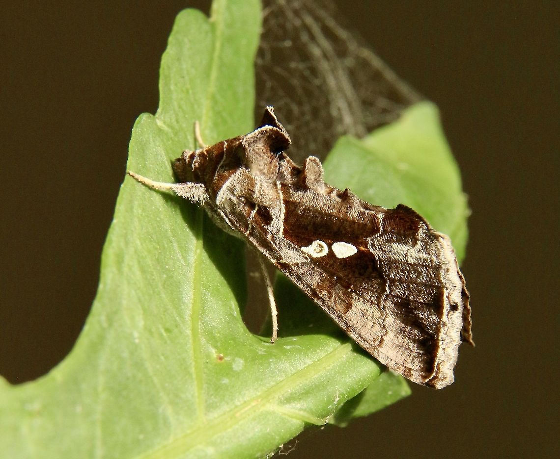 Green Garden Looper - Chrysodeixis eriosoma A bit of an unusual name for a dark brown moth. Australia,Chrysodeixis,Chrysodeixis eriosoma,Eamw moth,Encounter Bay SA,Geotagged,Green Garden Looper,Summer