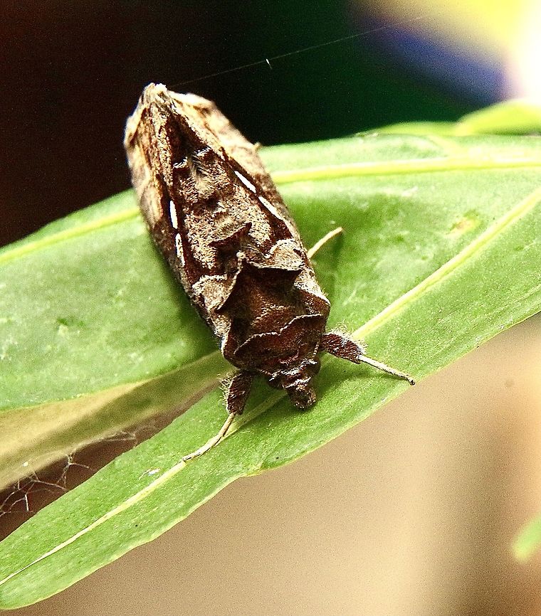 Green Garden Looper - Chrysodeixis eriosoma  Australia,Chrysodeixis,Chrysodeixis eriosoma,Eamw moth,Geotagged,Green Garden Looper,Summer