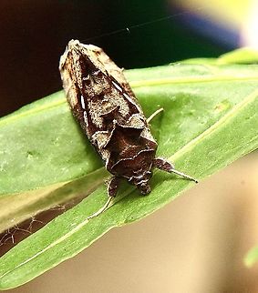 Green Garden Looper - Chrysodeixis eriosoma  Australia,Chrysodeixis,Chrysodeixis eriosoma,Eamw moth,Geotagged,Green Garden Looper,Summer