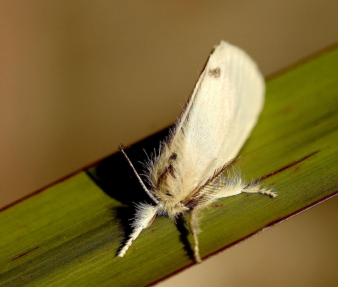Black-bodied Browntail Moth  Australia,Eamw moth,Euproctis,Euproctis melanosoma,Geotagged,Spring