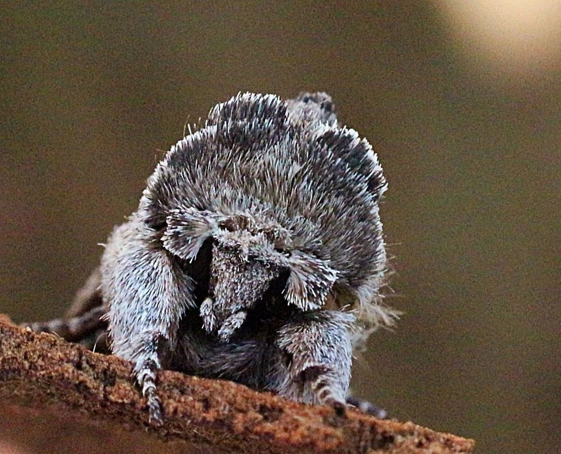 Destolmia lineata Portrait  Australia,Destolmia ew,Destolmia lineata,Eamw moth,Geotagged