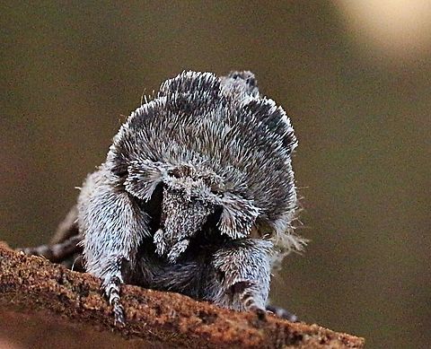 Destolmia lineata Portrait  Australia,Destolmia ew,Destolmia lineata,Eamw moth,Geotagged