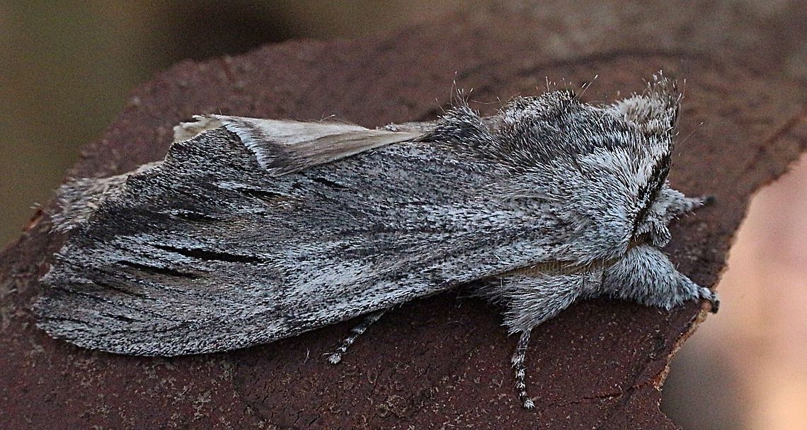 Destolmia lineata  Australia,Destolmia ew,Destolmia lineata,Eamw moth,Geotagged