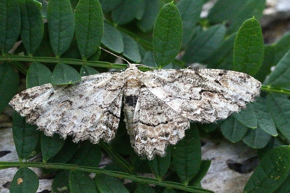 Ectropis bispinaria  Australia,Eamw moth,Ectropis,Ectropis bispinaria,Geotagged,Summer